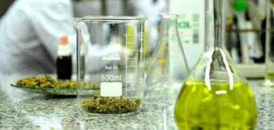 ¿Qué contiene el cannabis medicinal? Más pacientes mandan sus frascos a analizar a las universidades