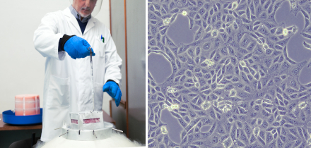 Cómo descongelar células: guía para obtener resultados más reproducibles