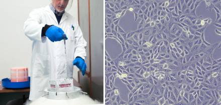 Cómo descongelar células: guía para obtener resultados más reproducibles